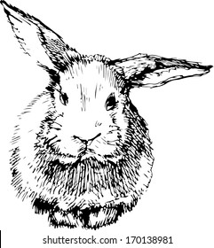 a image of a rabbit with long ears