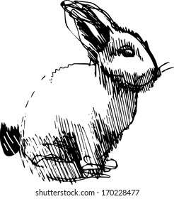 a image of a rabbit with long ears