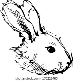 a image of a rabbit with long ears