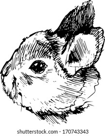 a image of a rabbit with long ears