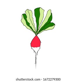 Image of a radish root crop with leaves. Hand drawn vector isolated element for design. 