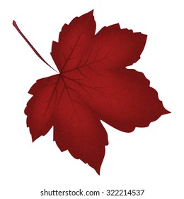 Image of realistic red maple leaf . Vector illustration isolated on white background.