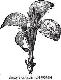 An image represents parts of the canna flower. Like that her sepals, petals, style, staminodia, flower lip & anther, vintage line drawing or engraving illustration.