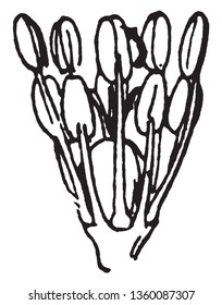 Image of the reproduction system of a flower named Great Steetchwurth, vintage line drawing or engraving illustration.