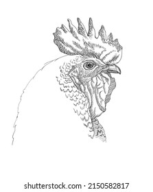 image of a rooster, head, sketch. vector illustration