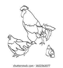 An image of a rooster and a hen.Graphic sketch on white background.Vector.