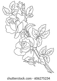 Image of a rose in lines. Vector