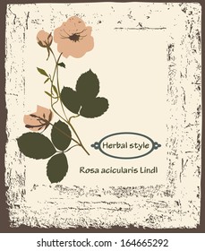 Image of rose on vintage background.