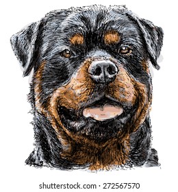 Image Of Rottweiler Hand Drawn Vector