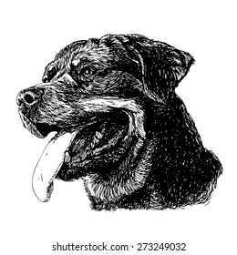 Image Of Rottweiler Hand Drawn Vector