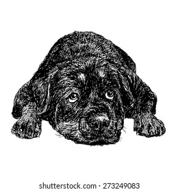 Image of Rottweiler hand drawn vector