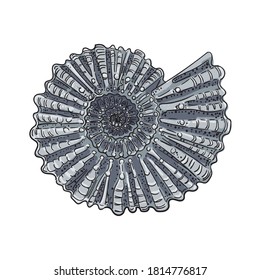 Image of a round seashell. Drawing in gray tones on a white background. Vector drawing.