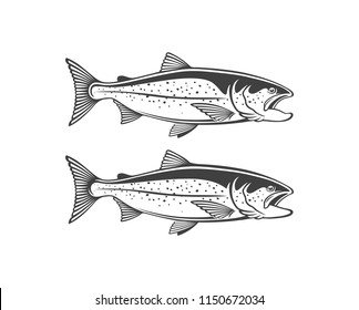 image salmon fish