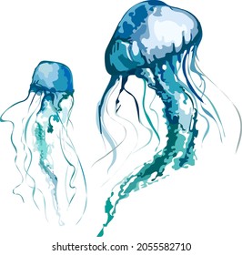 Image of sea jellyfish, jellyfish, vector