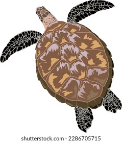 image of a sea turtle seen from above with a white background