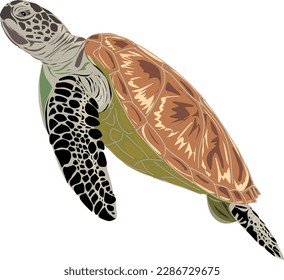 image of a sea turtle seen from the side with a white background
