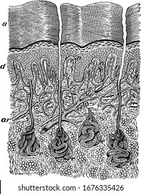 it is an image of section of skins showing different layers of skin of human body, all three different image shows the skin lyrics in it, vintage line drawing or engraving 