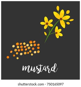 Image of seeds and flower of mustard