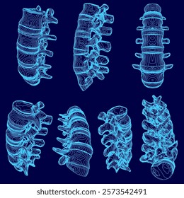 The image is a series of blue drawings of the spine, with each drawing showing a different part of the spine. The drawings are all in blue, and they are arranged in a grid pattern