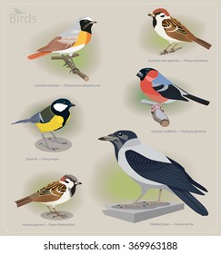 Image set of birds: common redstart, sparrow, great tit, bullfinch, hooded crow. Vector illustration