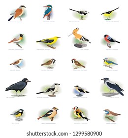 Image set of birds: red-backed shrike, common kingfisher, garden warbler, hoopoe, rook, northern wheatear, hawfinch, goldfinch and others. Vector illustration