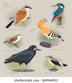 Image set of birds: red-backed shrike, common kingfisher, garden warbler, hoopoe, rook, northern wheatear. Vector illustration