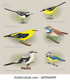 Image set of birds: white wagtail, yellow wagtail, golden oriole, bluethroat, grey shrike, blue tit. Vector illustration