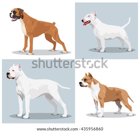 Image set of dogs: Boxer, Bull Terrier, Dogo Argentino, American Pit Bull Terrier. Vector illustration