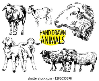 
Image set farm animals. Sheep and goats. Vintage style images, vintage images. Freehand drawing.