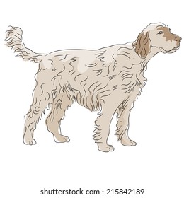An image of a shaggy haired dog.