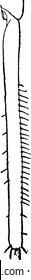  Bild mit Aleyrodes Citri, Tibia hinein, Vintage-Linie-Zeichnung oder Gravitation-Illustration.