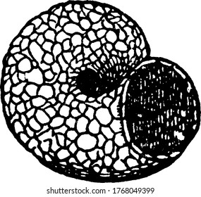 Image showing case or caddice made by the larvae of Trichoptera., vintage line drawing or engraving illustration.