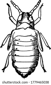  Image showing Cock's-comb gall on elm, Colopha ulmicola- pupa, vintage line drawing or engraving illustration.