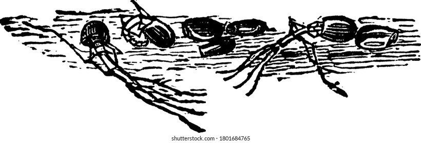 Image showing common American walking stick(Diapheromera femorata- young just hatching), vintage line drawing or engraving illustration.