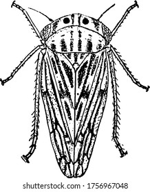 Imagen que muestra el desarrollo de una especie Jassid, Agallia sanguinolenta; dibujo de línea vintage o ilustración de grabado para adultos.