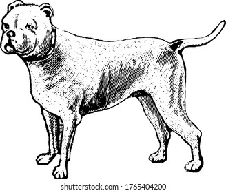 Image showing a dog which is a domesticated animal, vintage line drawing or engraving illustration.