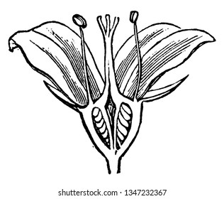 An image showing English Dogwood. Philadelphus coronarius is the common name for it. In this image, stamens and petals growing on top of the ovary, vintage line drawing or engraving illustration.