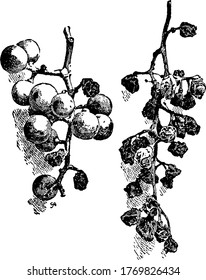 Image showing grapes are ruined by a fungal infection called black rot, vintage line drawing or engraving illustration.