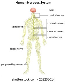 Unlabeled Labeled Nervous System Diagram - Aflam-Neeeak