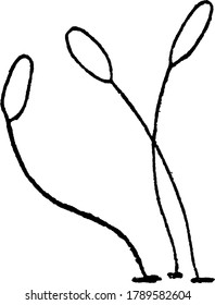Image showing laced wing fly's eggs, vintage line drawing or engraving illustration.