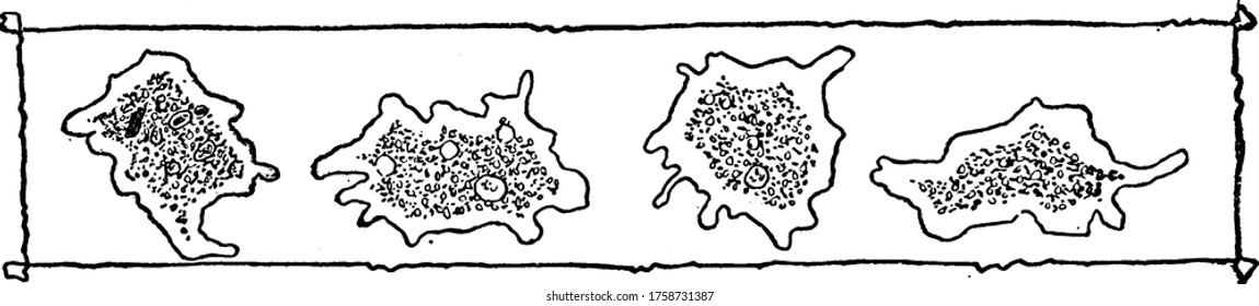 Image showing multiple amoebas each having its own nucleus, vintage line drawing or engraving illustration.