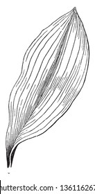 Imagen que muestra la hoja paralela. Las venas funcionan en paralelo desde la base de la hoja hasta el punto, el dibujo de la línea vintage o la ilustración de grabado.