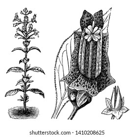 An image showing the plants and flowers of Lietzia Brasiliensis, they are leaf and stem-haired, vintage line drawing or engraving illustration.