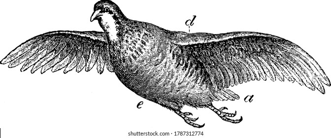 Image Showing A Red-legged Partridge Flying With Fully Extended Wings, Vintage Line Drawing Or Engraving Illustration.