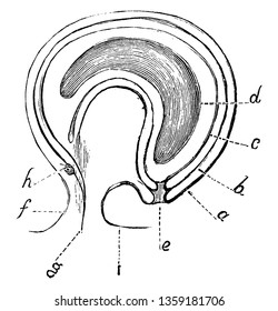 Die Abbildung zeigt einen Abschnitt von Campylotropous Ovule und Eierstock, der in Alphabeten, Vintage-Linien-Zeichnungen oder Gravierungsgrafiken gezeigt wird.