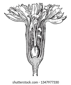 La imagen que muestra una sección de clavel muestra las anteras de hojas. Y proceso de crecimiento de otra sección, dibujo de línea vintage o ilustración de grabado.