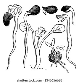 A image showing seeds germinating. The central figure shows a plant which has been newly grown above ground, vintage line drawing or engraving illustration.