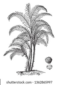 An image showing the Slender palm, found mainly in rivers and swamps in America in the tropics, vintage line drawing or engraving illustration.