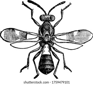 Image showing Southern Katydid, Microcentrum laurifolium- the female, vintage line drawing or engraving illustration.