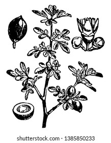The image shown is, the around of tree branch had many small leaves group are there, also some flowers are surrounding there branch, vintage line drawing or engraving illustration.